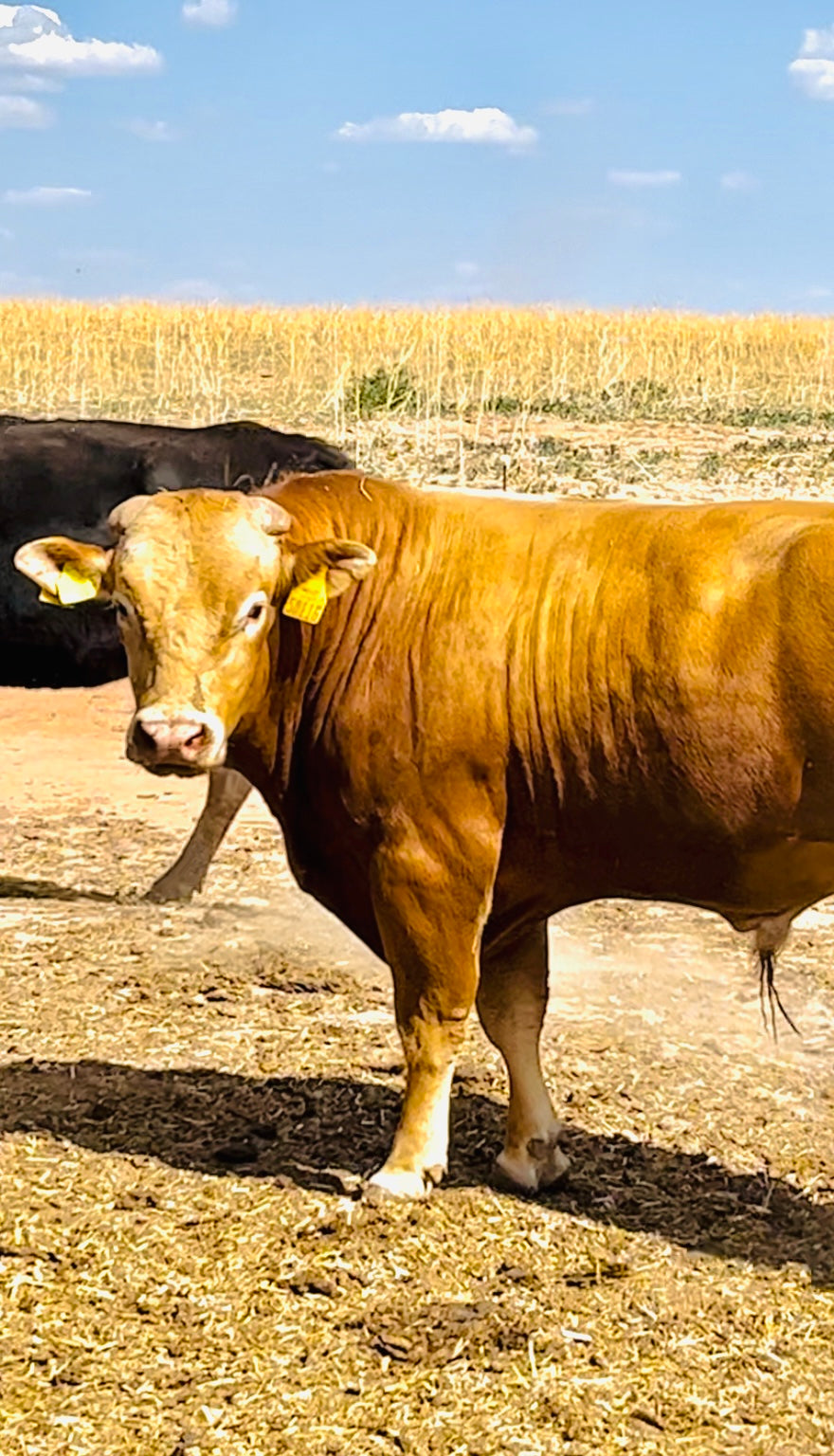 IMG_4077.jpg__PID:4f412a19-f1a3-4c3f-a043-42cb37954d27